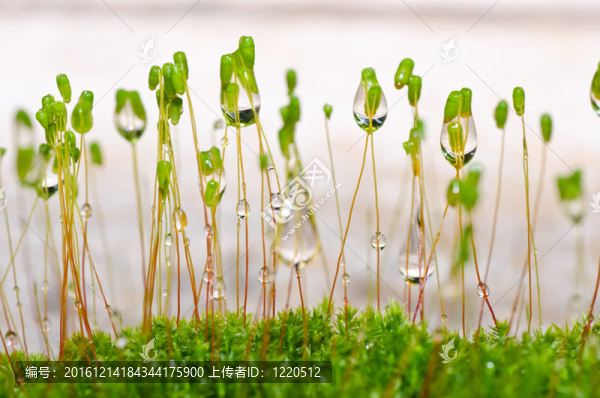 綠色清新苔蘚