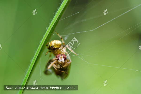 蜘蛛吃蒼蠅的性質(zhì)