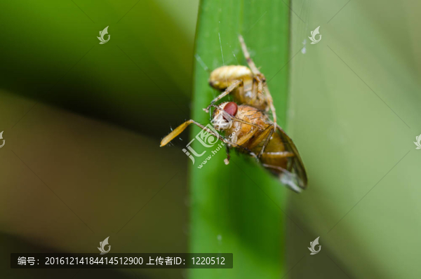 蜘蛛吃蒼蠅的性質(zhì)