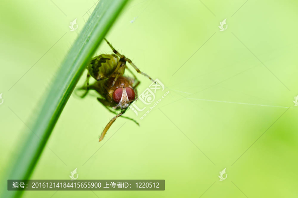 蜘蛛吃蒼蠅的性質(zhì)