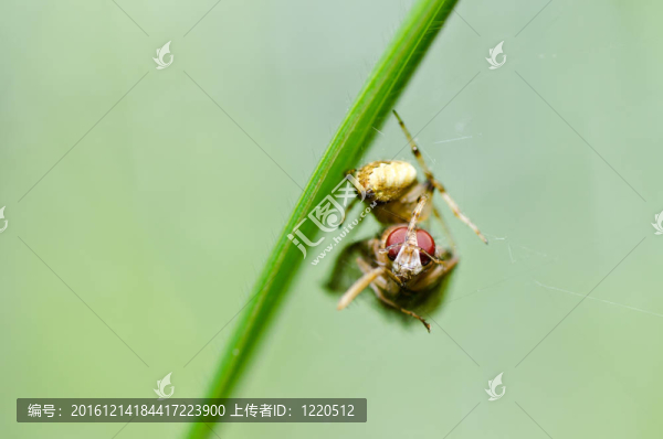 蜘蛛吃蒼蠅的性質(zhì)
