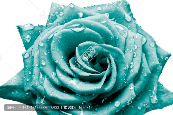 玫瑰花瓣