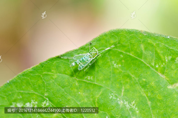 自然界中的綠色蚊子