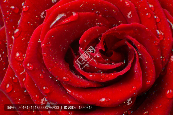 紅玫瑰-匯圖網(wǎng) www.fosd68.com 紅玫瑰