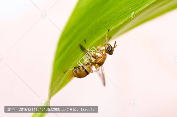 水果文件或綠色環(huán)?；ɑ軝n案