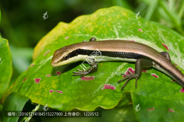 石龍子在花園