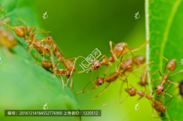 綠色中的紅螞蟻