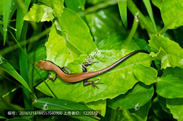 石龍子在花園