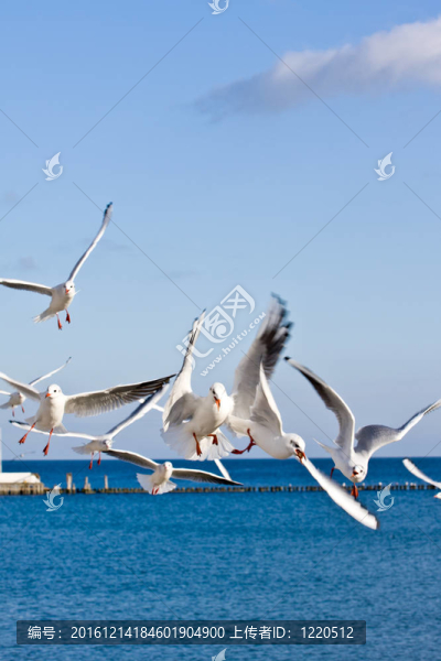 海鷗在碼頭