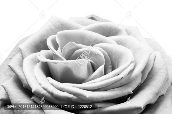 白玫瑰