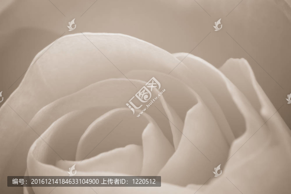 白玫瑰的宏