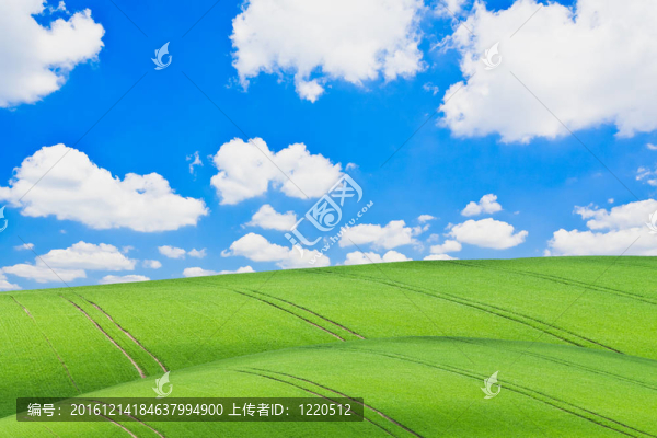 綠色的田野
