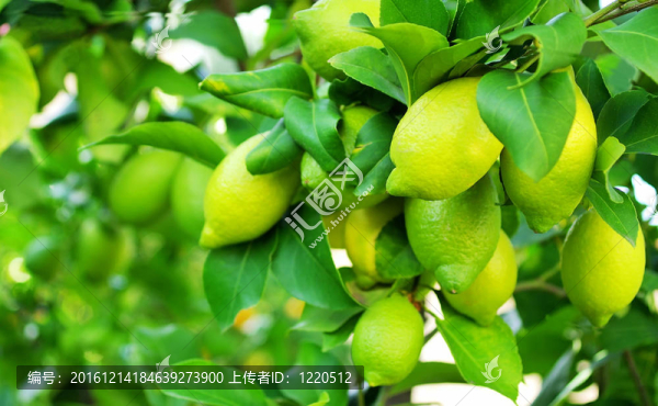 樹上的綠色檸檬