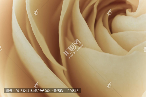 白玫瑰的宏