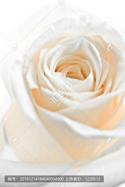 白玫瑰的花瓣