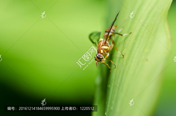 水果文件或綠色環(huán)?；ɑ軝n案