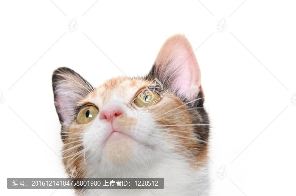 可愛的貓?zhí)ь^