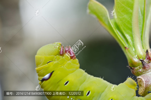 綠色蠕蟲