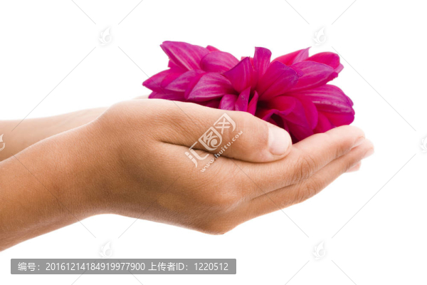 抱著紅花的孩子的手