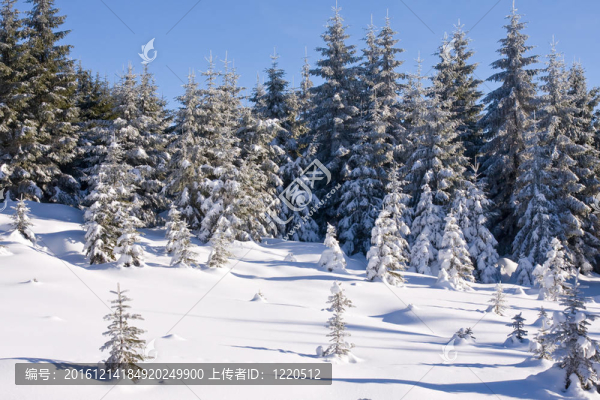 山上的雪