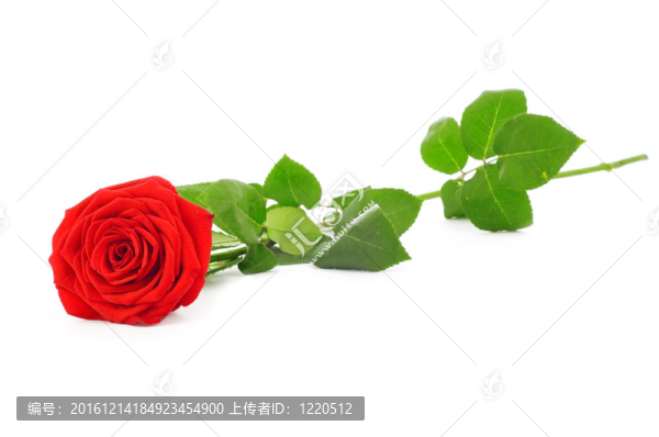 白玫瑰