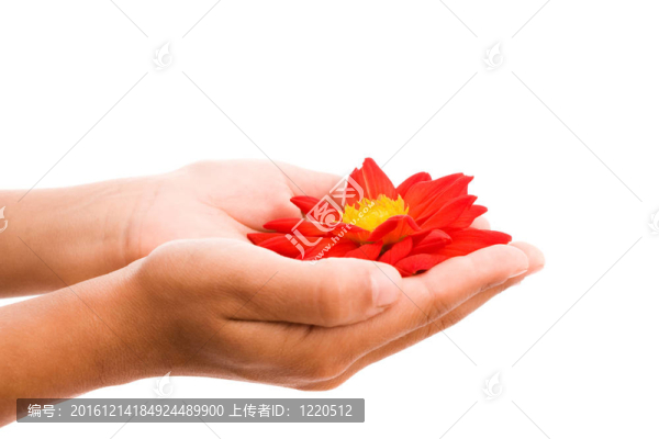 手捧紅花