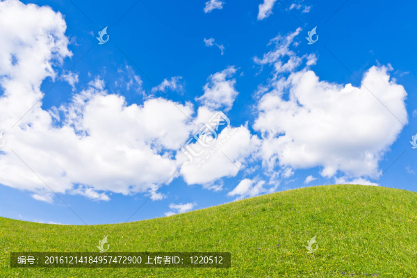 綠色的田野