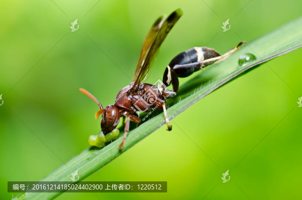 綠色或花園中的黃蜂