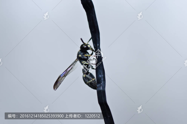 綠色或花園中的黃蜂