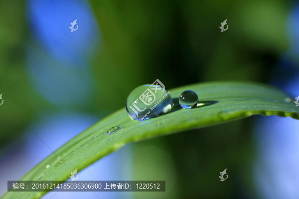露珠
