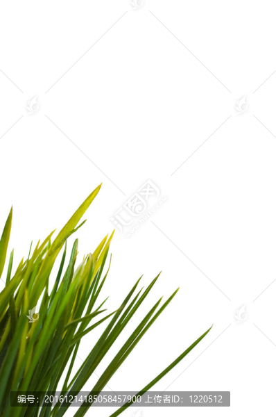 白色背景下的青草