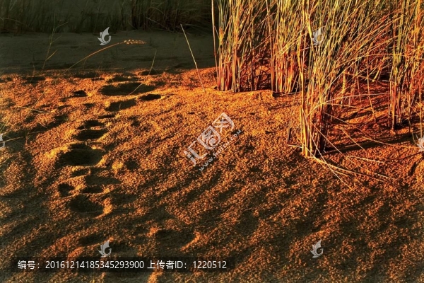 沙丘-匯圖網(wǎng) www.fosd68.com 沙丘