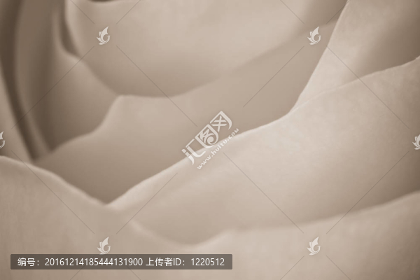 白玫瑰的宏