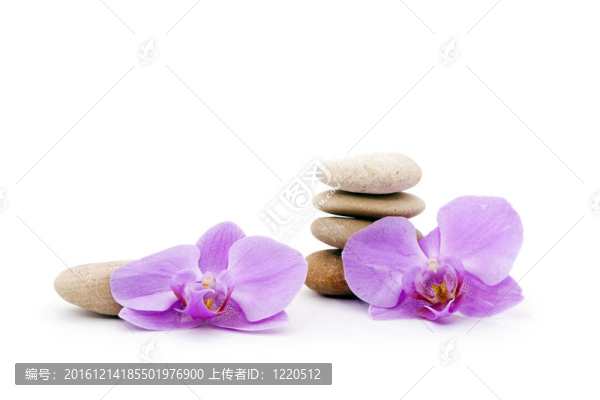 粉紅蘭花和石頭本身。