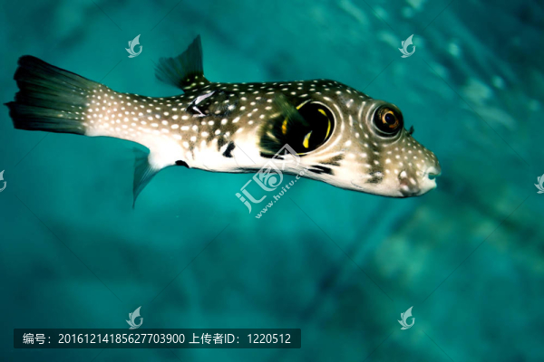 魚在水族館的賦格曲