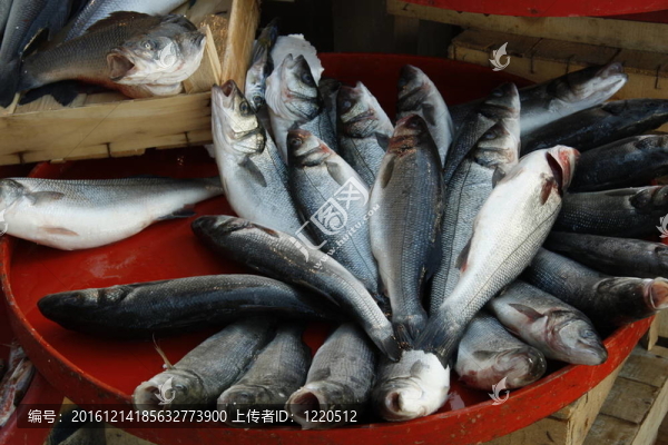 新鮮的魚