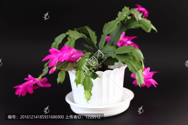 倒吊蓮