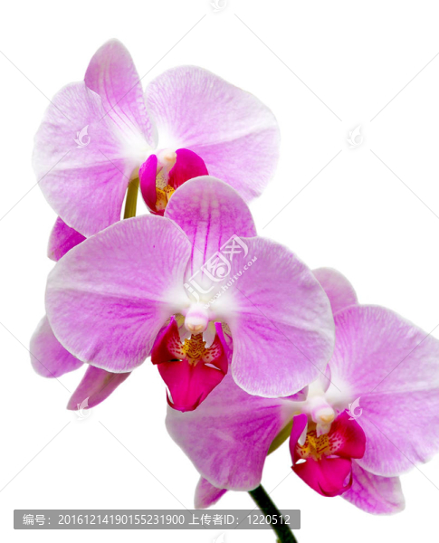 蘭花開花枝白色背景上的特寫