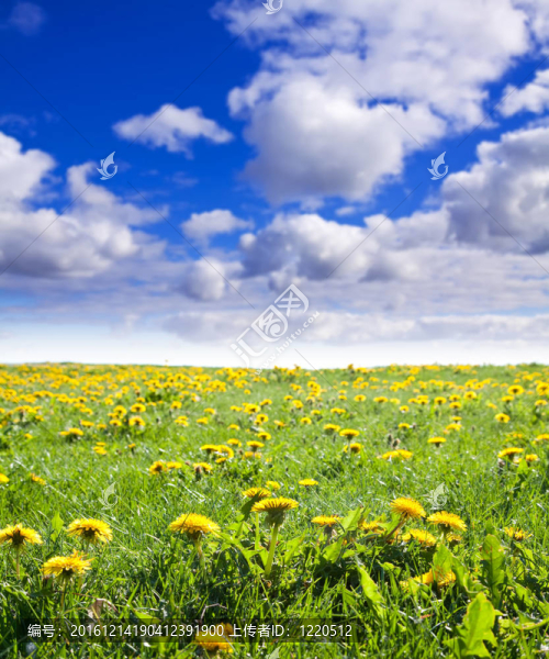 蒲公英的夏季景觀