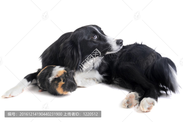 邊境牧羊犬和Guineo豬