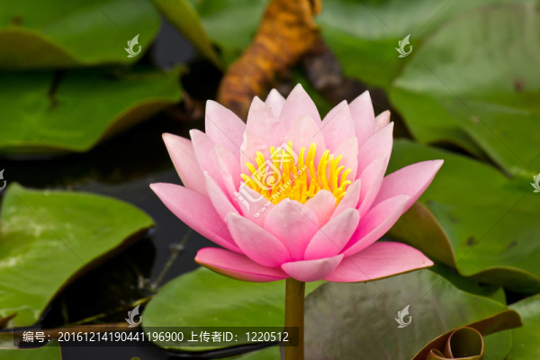 池塘里的粉紅色睡蓮