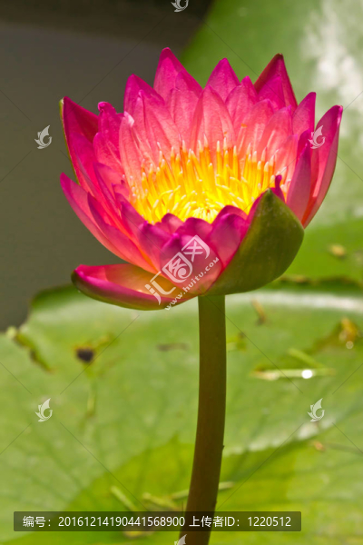 池塘紫睡蓮