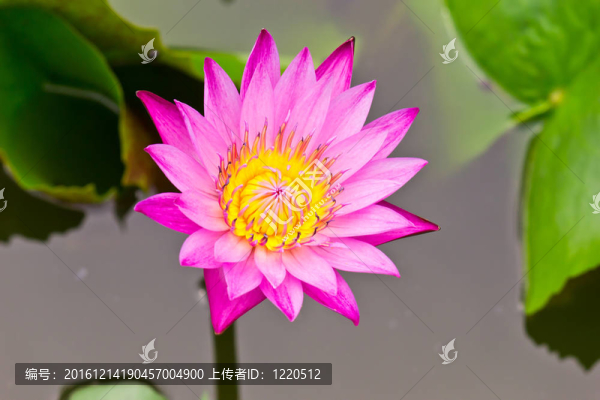 池塘紫睡蓮