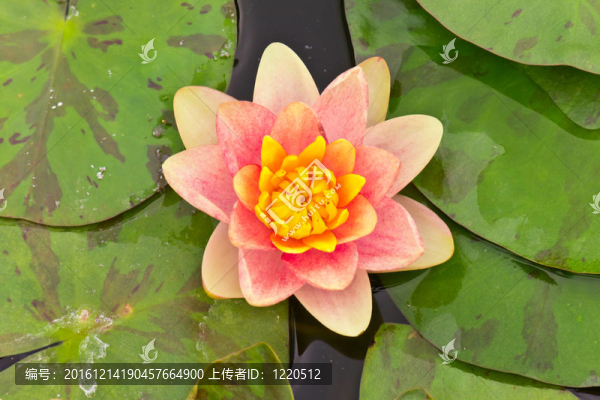 池塘里的粉紅色睡蓮