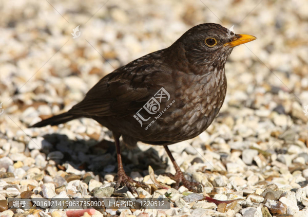 女性的黑鳥