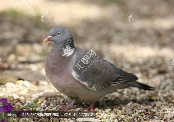 專輯