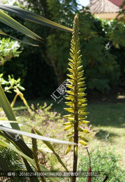 蘆薈植物花