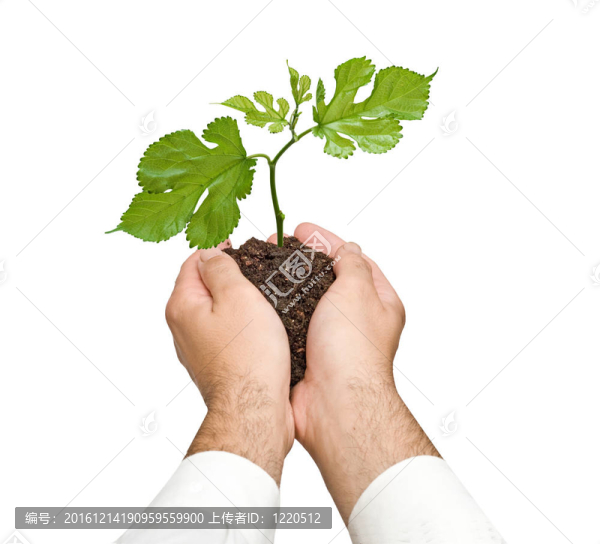 棕櫚樹萌芽作為自然保護的象征