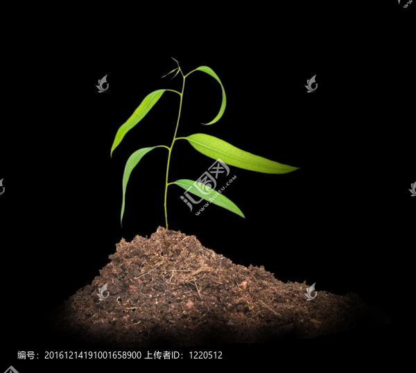 黑背景孤立樹