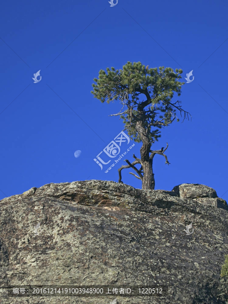 矮Moon